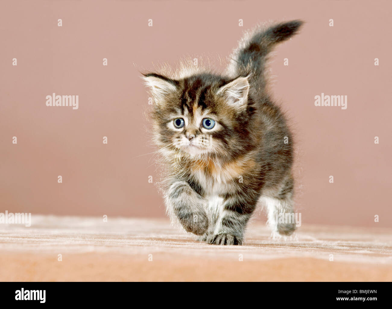 Maine Coon cat - kitten - walking Stock Photo