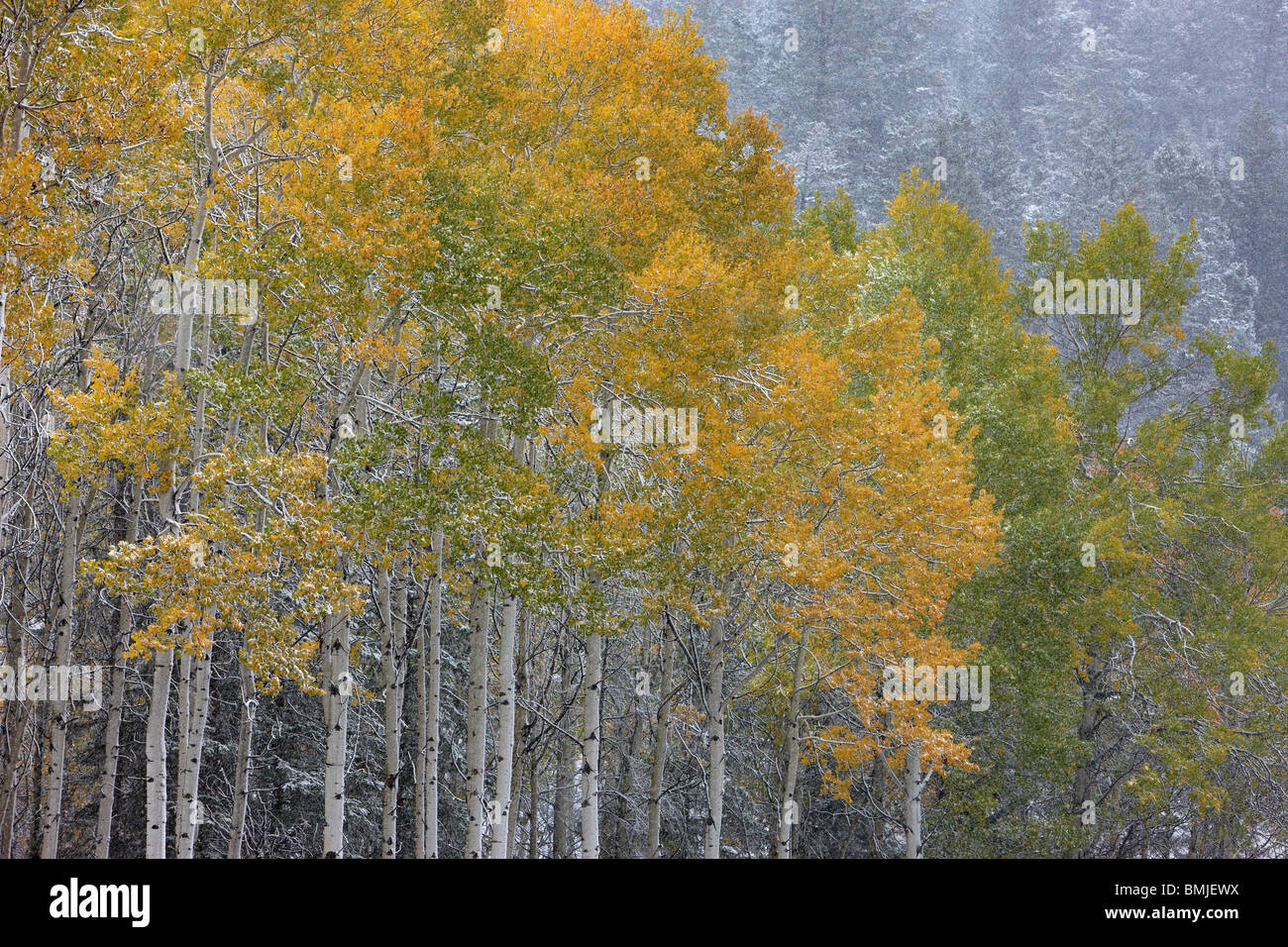 autumn colours of the aspen trees in the snow, nr Muleshoe, Bow Valley Parkway, Banff National Park, Alberta, Canada Stock Photo