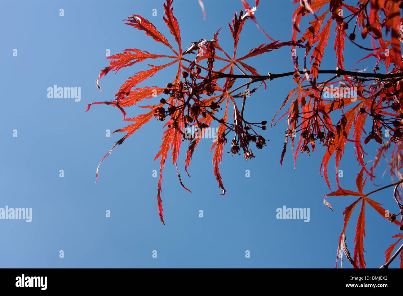 Flimsy vibrant red Japanese Acer leafs backlit against vivid clear blue sky. Stock Photo