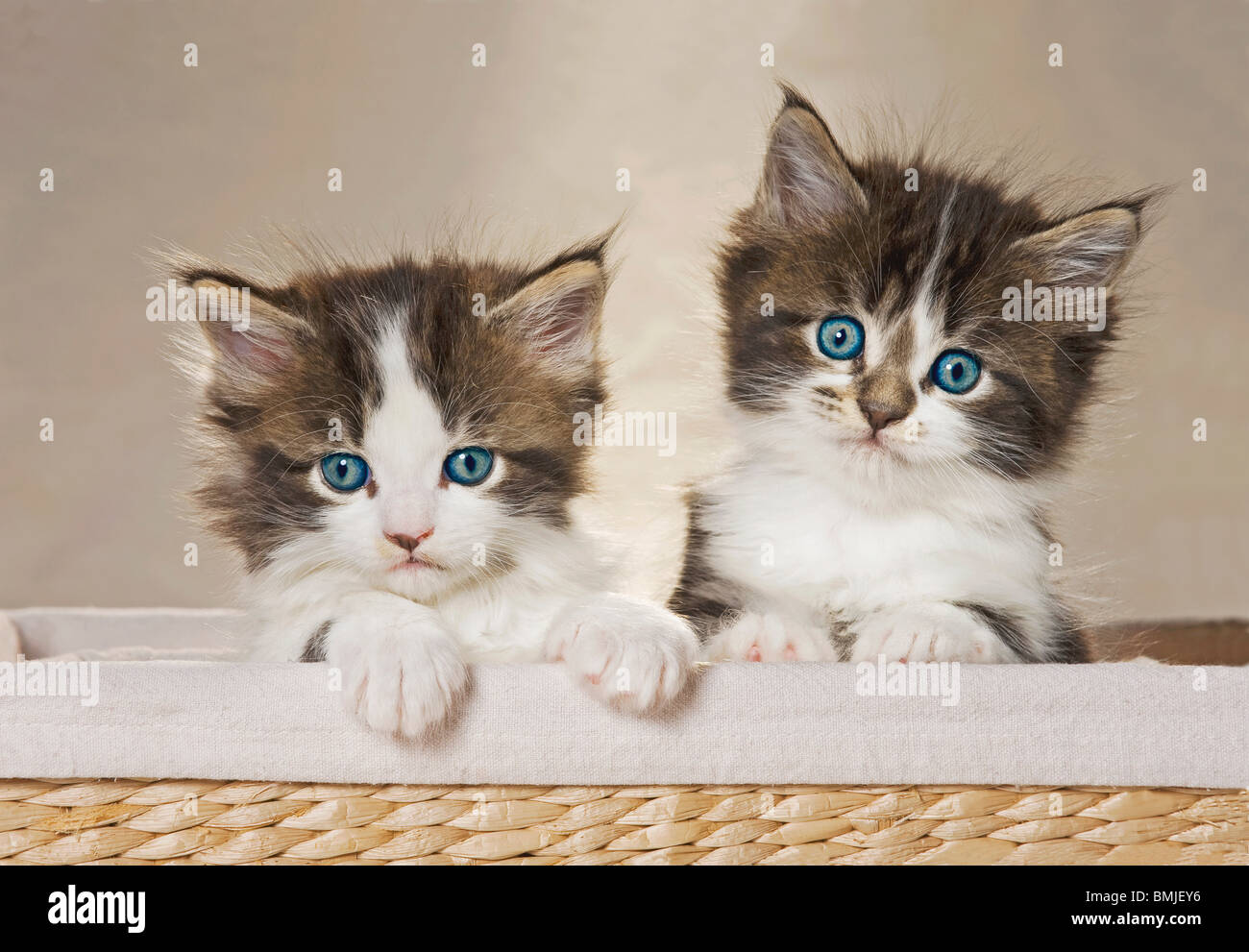 Maine Coon cat two kittens in basket Stock Photo Alamy