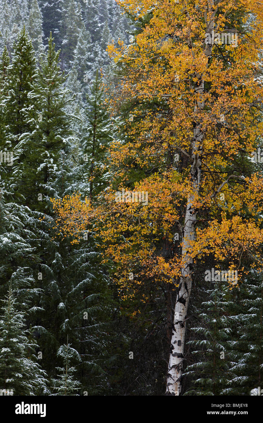 autumn colours of the aspen trees in the snow, nr Muleshoe, Bow Valley