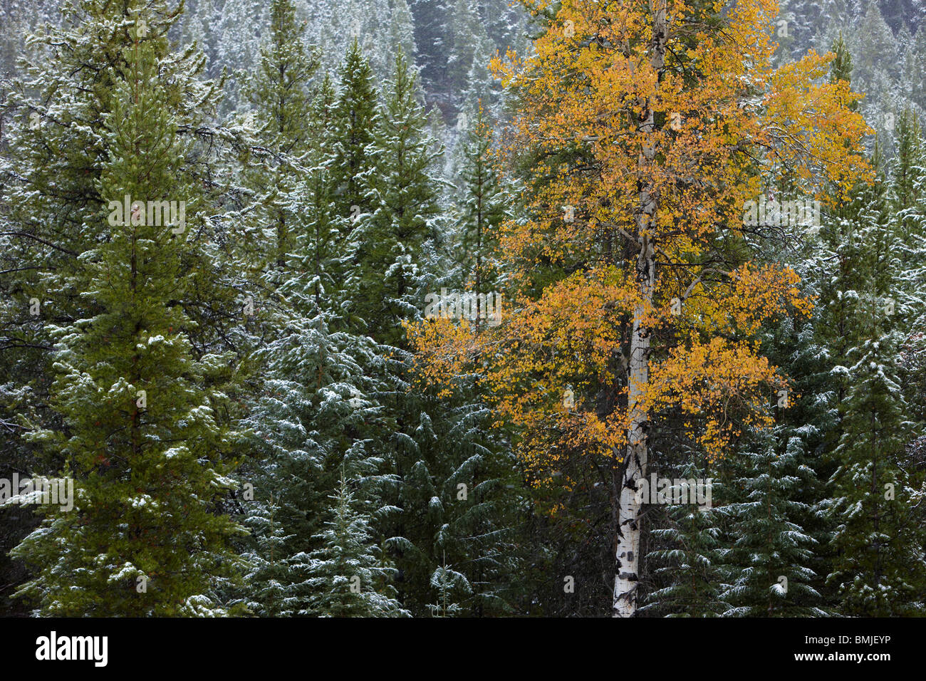 autumn colours of the aspen trees in the snow, nr Muleshoe, Bow Valley