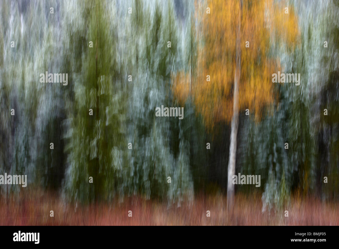autumn colours of the aspen trees in the snow, nr Muleshoe, Bow Valley