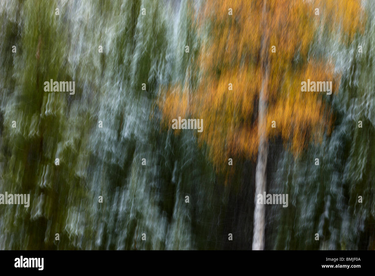 autumn colours of the aspen trees in the snow, nr Muleshoe, Bow Valley