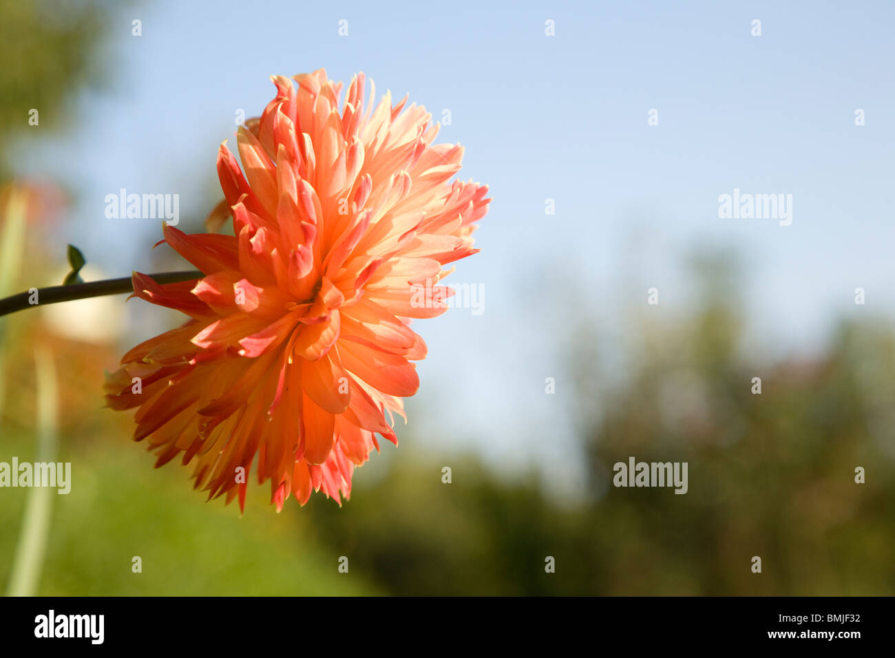 Flowers in garden Stock Photo - Alamy