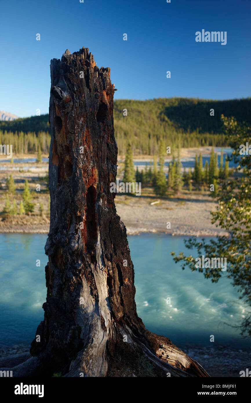 a tree stump by the Athabasca River nr Jasper, Jasper National Park, Alberta, Canada Stock Photo