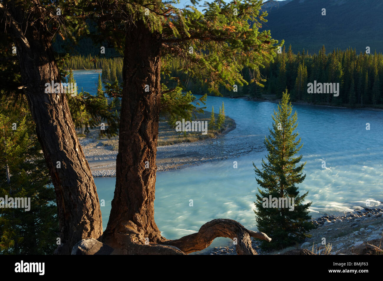 a tree by the Athabasca River nr Jasper, Jasper National Park, Alberta, Canada Stock Photo