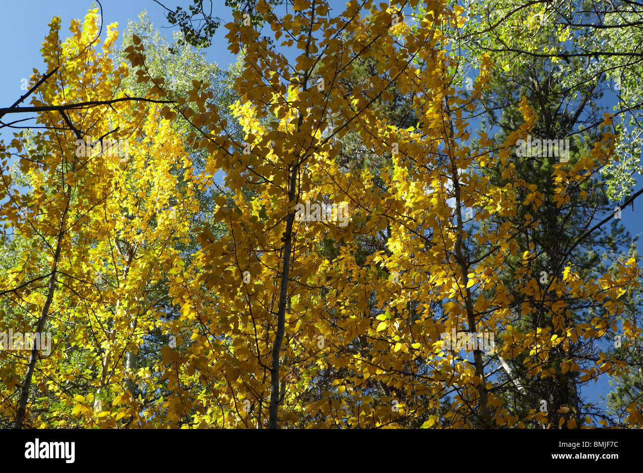 aspen trees, Jasper National Park, Alberta, Canada Stock Photo