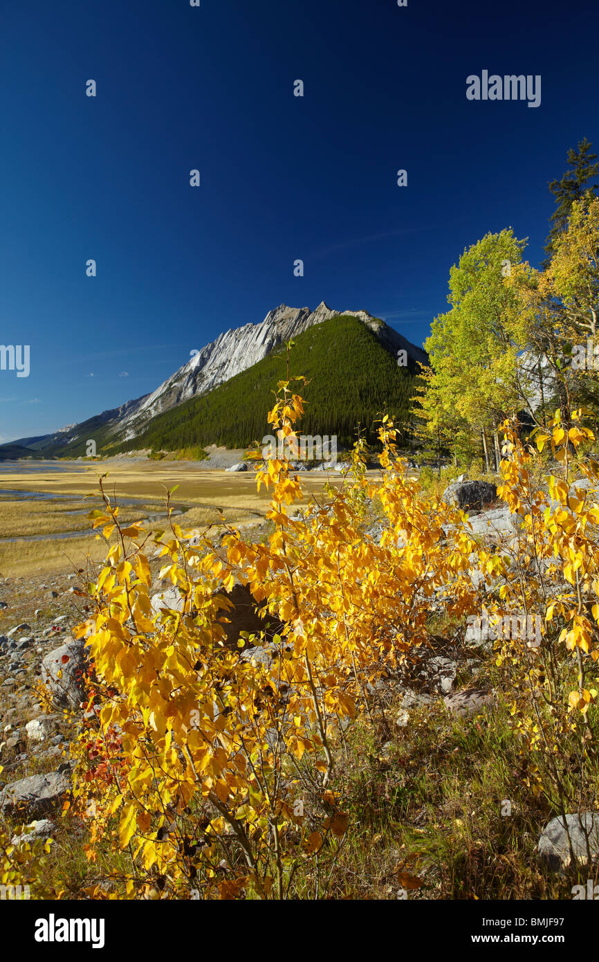 autumn colours, Beaver Creek area, Maligne Valley, Jasper National Park