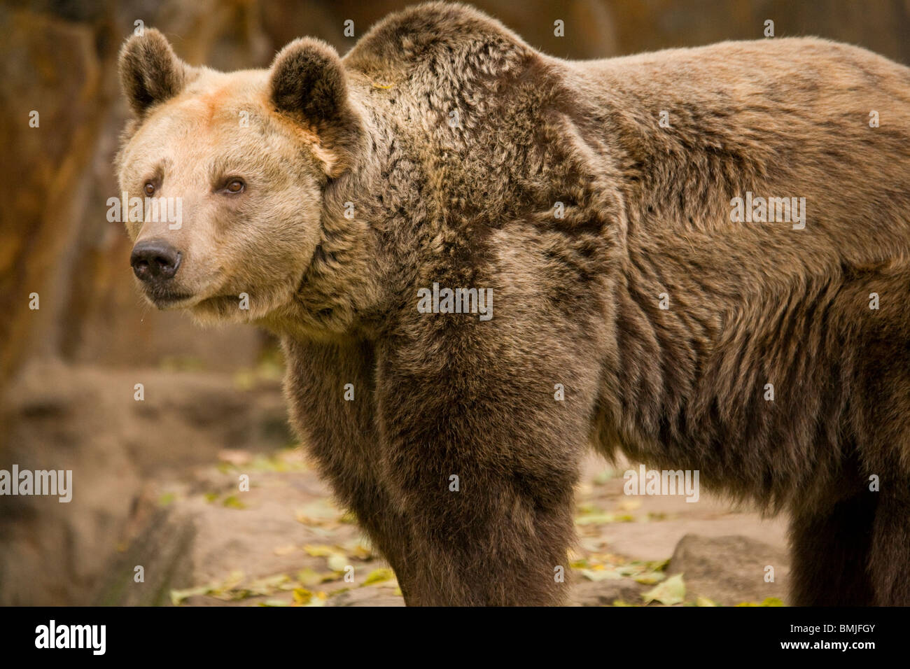 European Brown Bear in Berlin Zoo, Germany. Ursus arctos Stock Photo ...