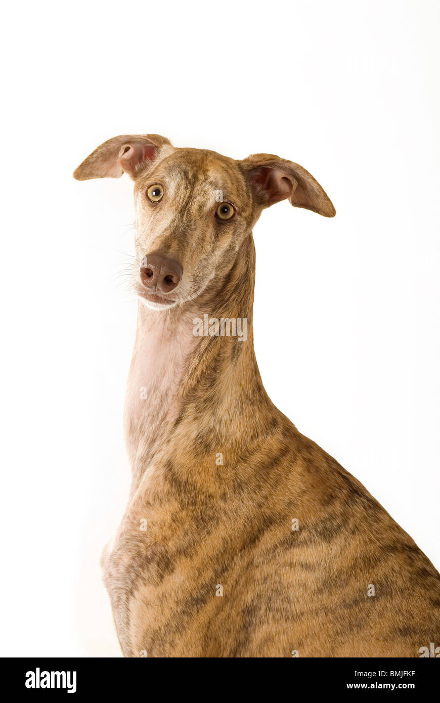 Spanish Greyhound Dog Sitting Cut Stock Photos & Spanish