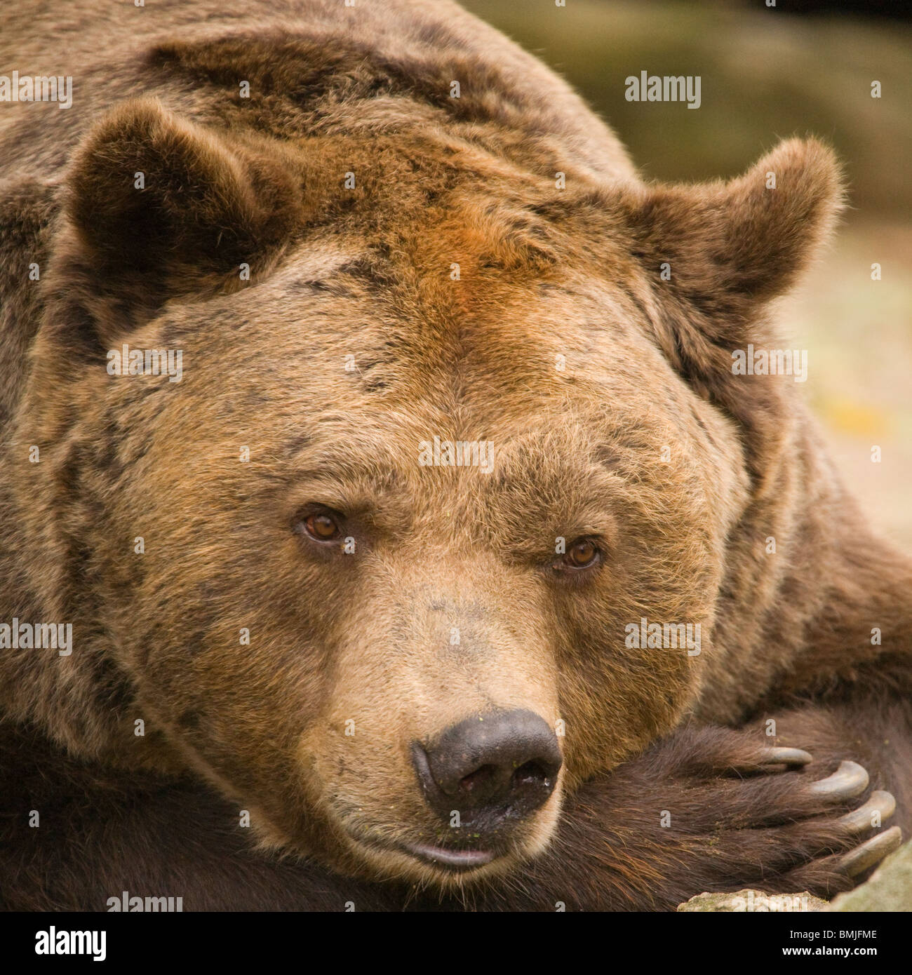 European Brown Bear in Berlin Zoo, Germany. Ursus arctos Stock Photo ...