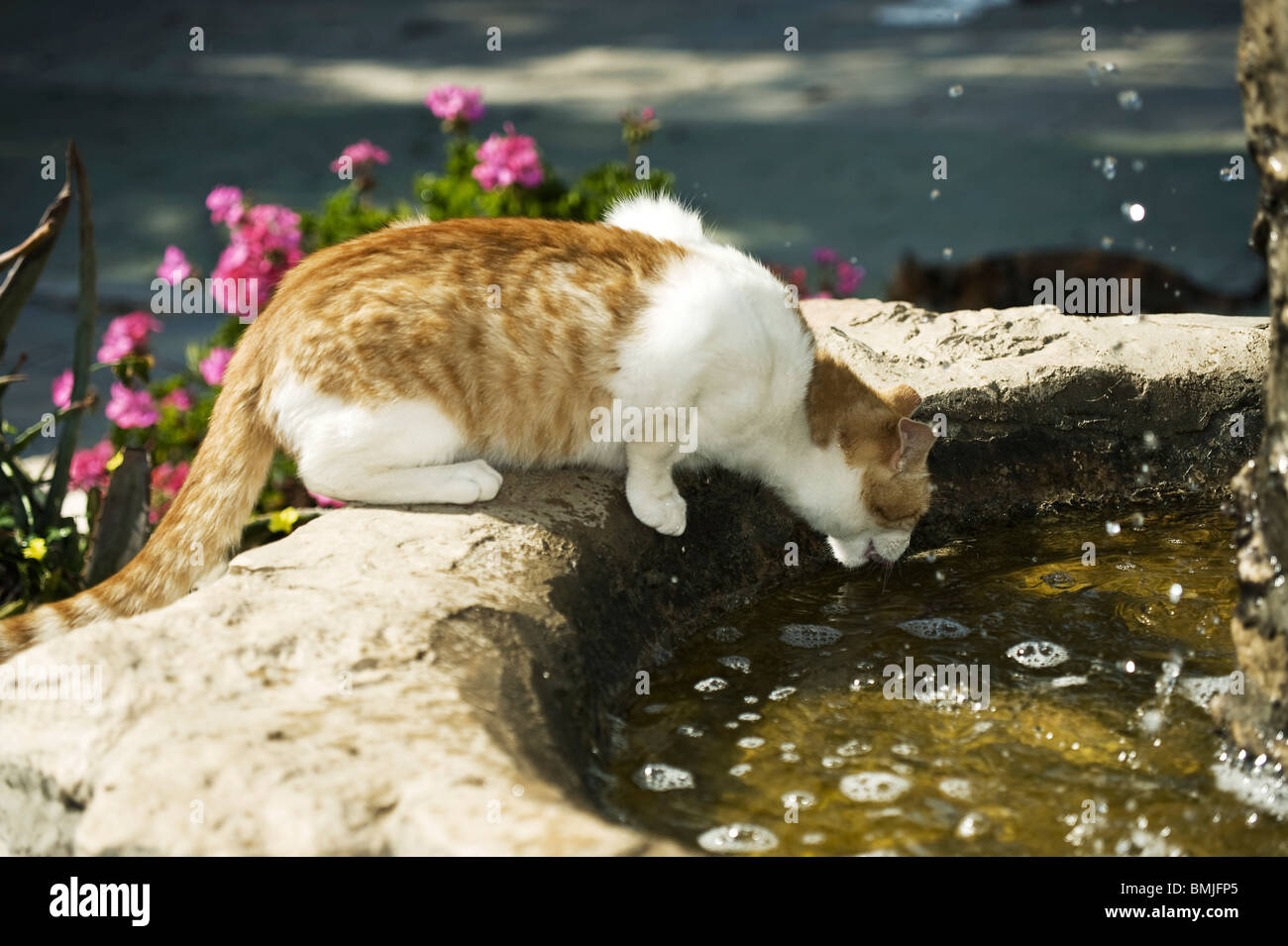 Domestic cat drinking from a fountain Stock Photo Alamy