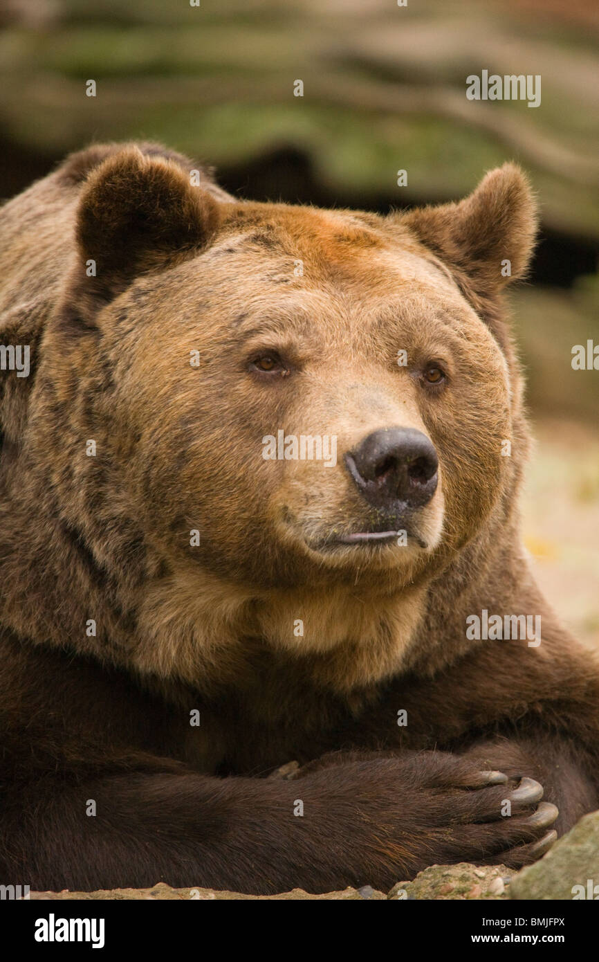 European Brown Bear in Berlin Zoo, Germany. Ursus arctos Stock Photo