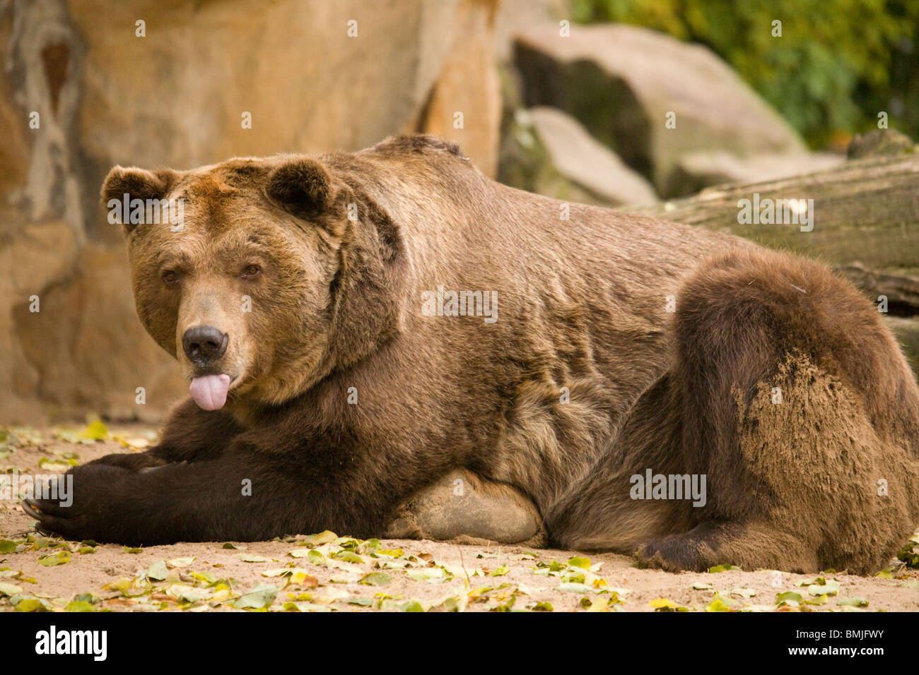 European Brown Bear in Berlin Zoo, Germany. Ursus arctos Stock Photo ...
