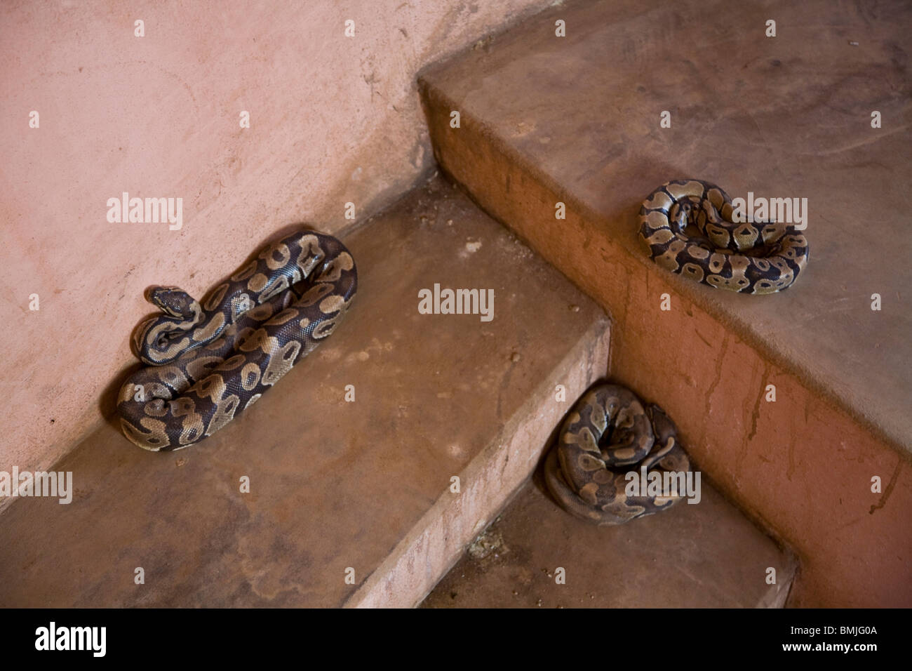 Pythons in temple of the pythons Stock Photo