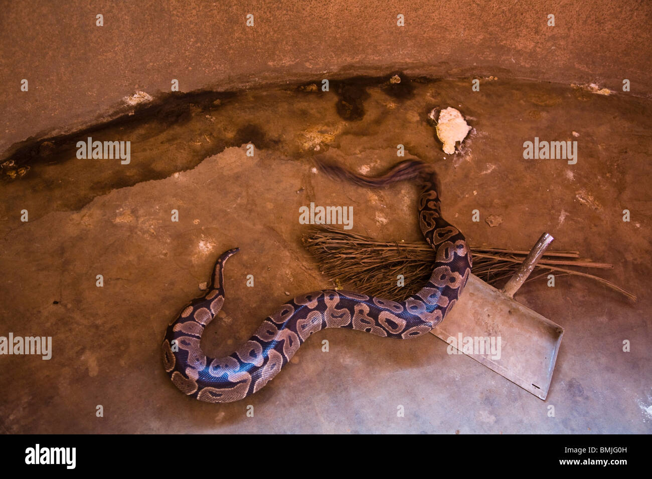 Ouidah python temple hi-res stock photography and images - Alamy