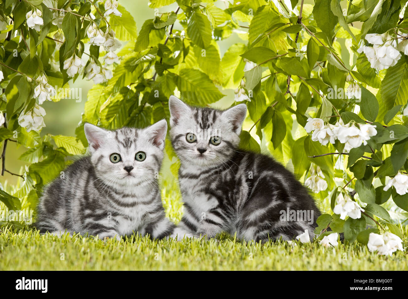 British Shorthair cat two kittens on meadow Stock Photo Alamy
