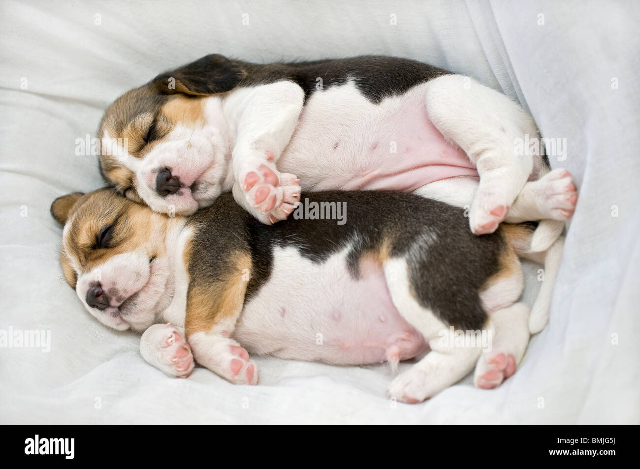beagle-two-puppies-sleeping-stock-photo-alamy