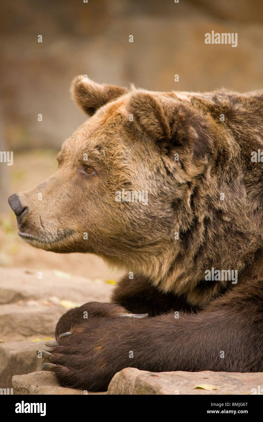 European Brown Bear in Berlin Zoo, Germany. Ursus arctos Stock Photo ...
