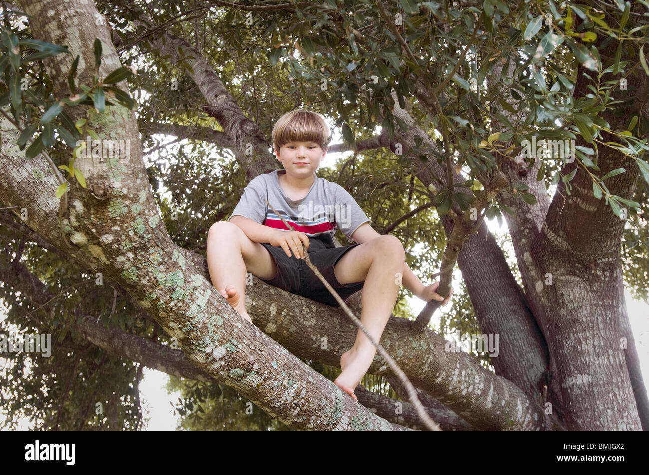 Boy climbing tree barefoot hires stock photography and images Alamy