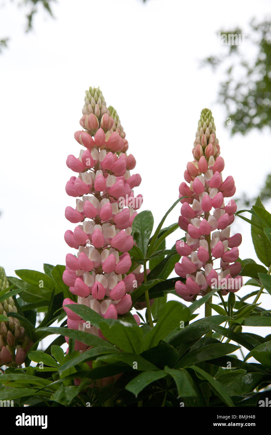 Beautiful lupins flowers in a mixed garden border , Hampshire, England, United Kingdom. Stock Photo