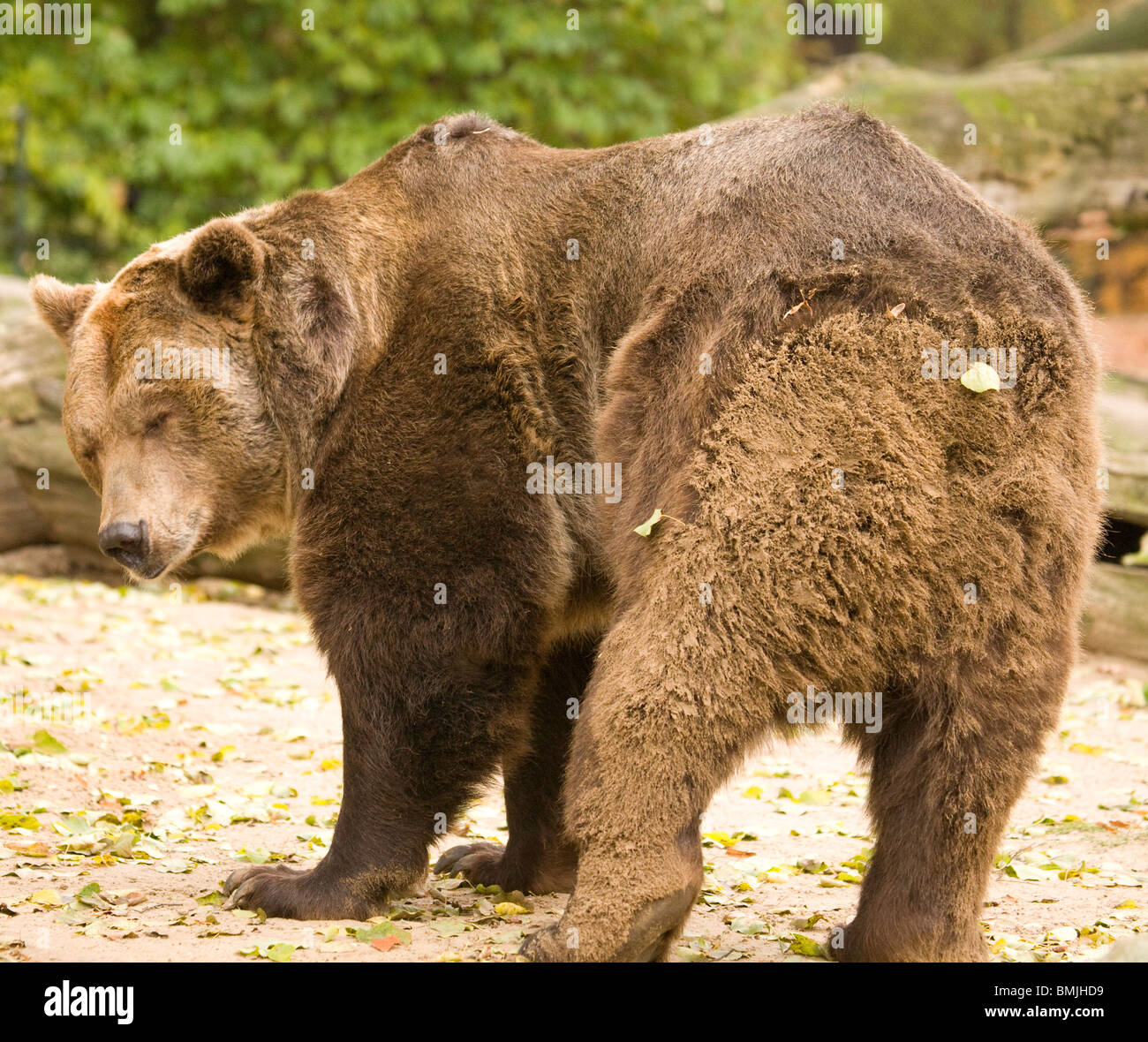 European Brown Bear in Berlin Zoo, Germany. Ursus arctos Stock Photo ...