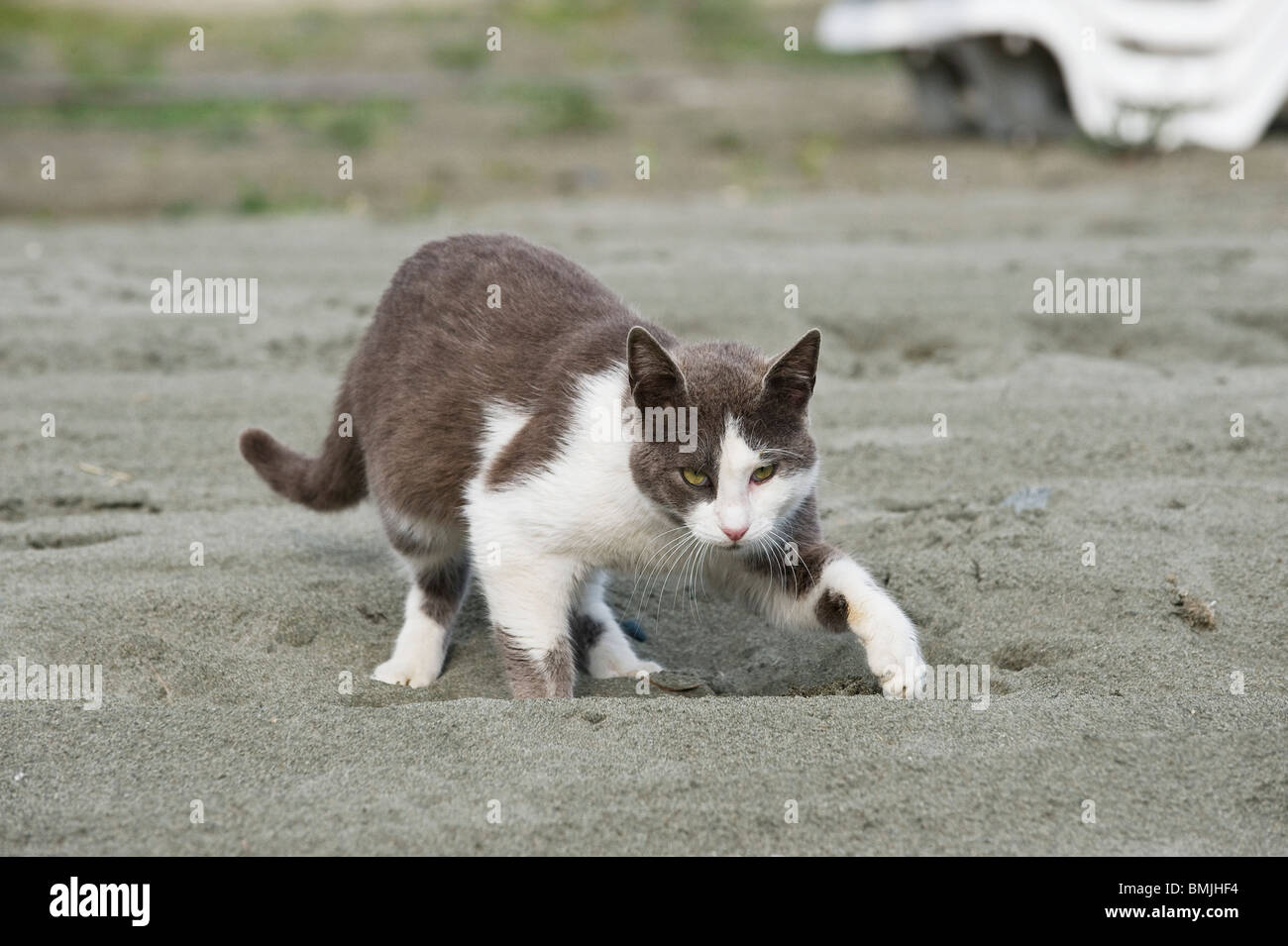 cat digging a hole in sand Stock Photo Alamy