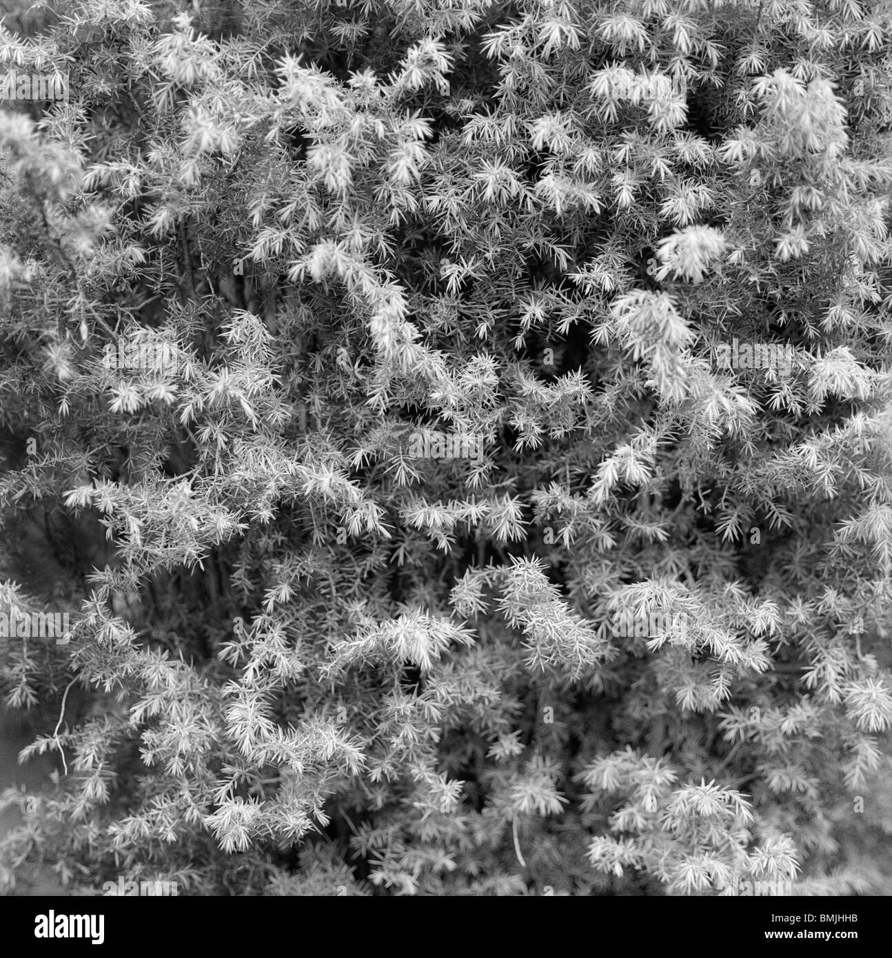 A juniper shrub, close-up, Sweden. Stock Photo