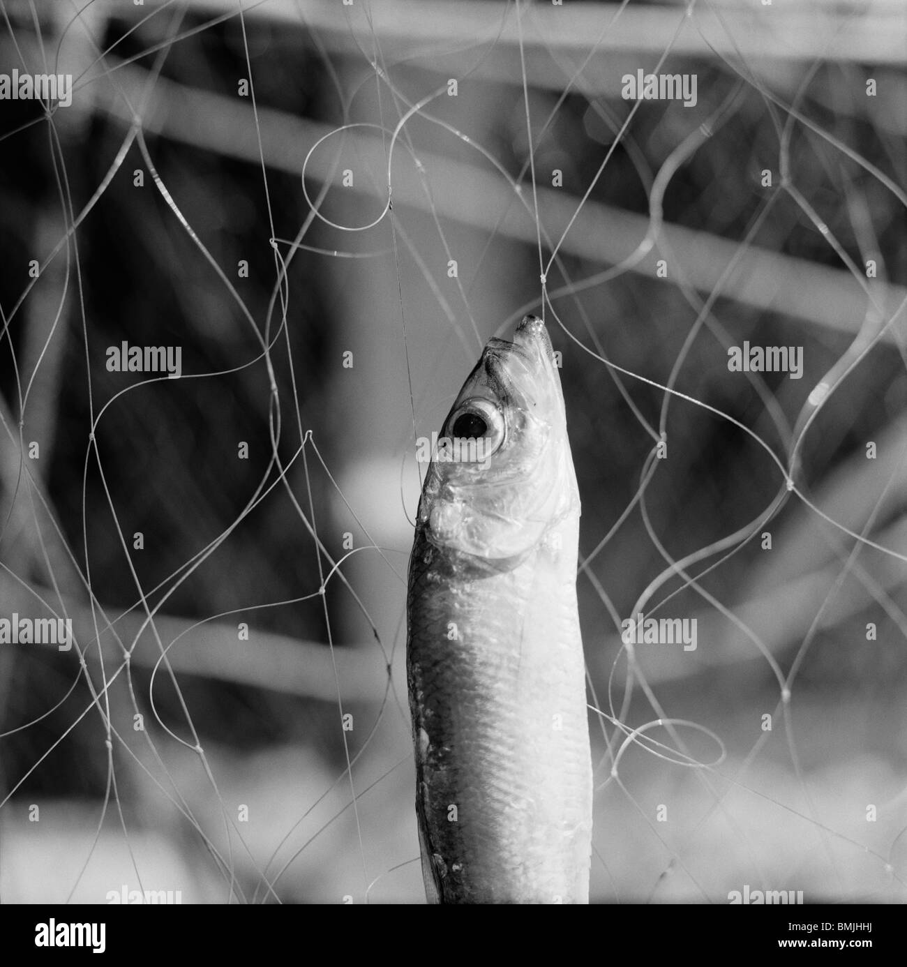 Herring fish net Black and White Stock Photos & Images - Alamy