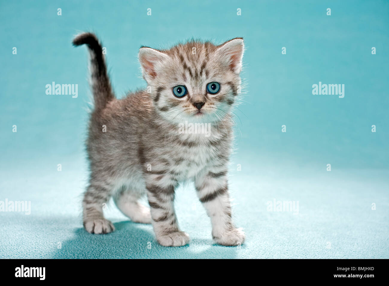 British Shorthair cat - kitten - standing Stock Photo