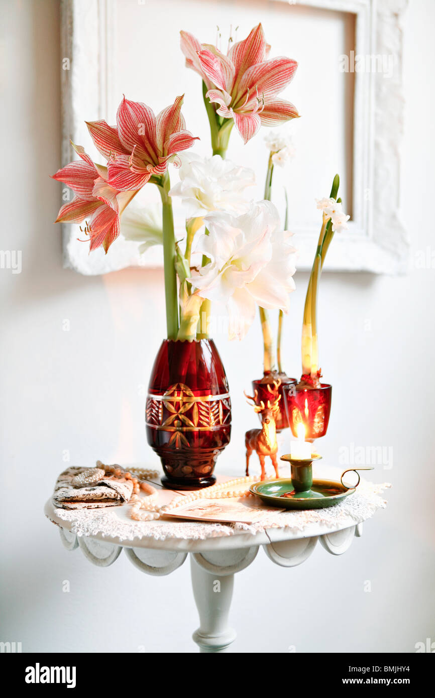 Amaryllis in a vase, Sweden. Stock Photo