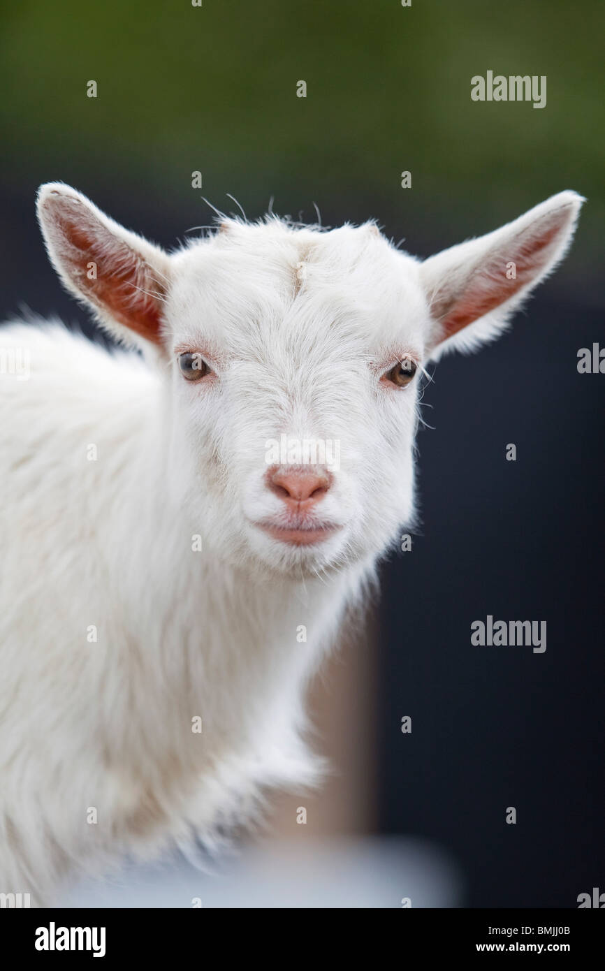 A domestic white goat kid at a country park in England Stock Photo Alamy