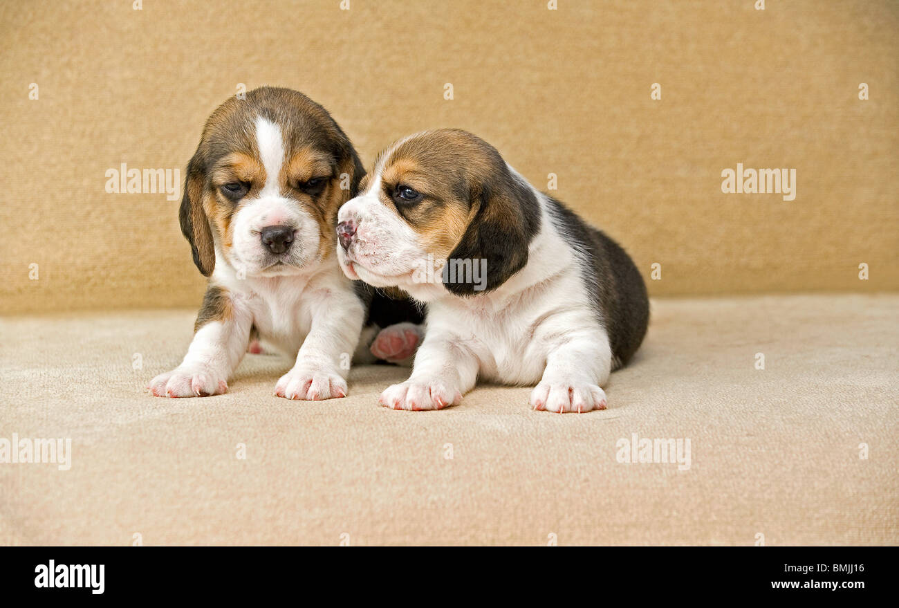 Beagle dog - two puppies Stock Photo