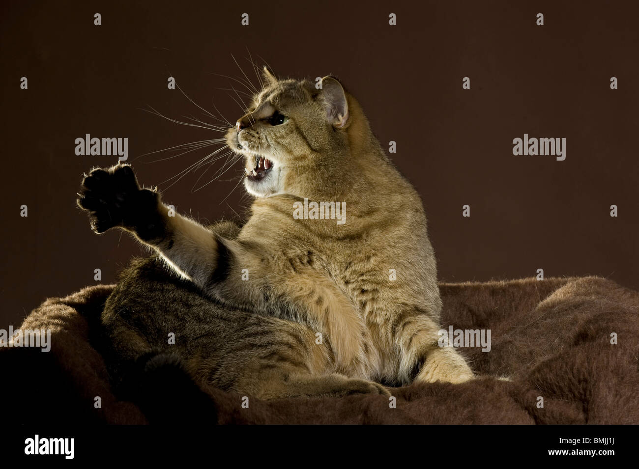 Golden Tabby Stock Photos Golden Tabby Stock Images Alamy