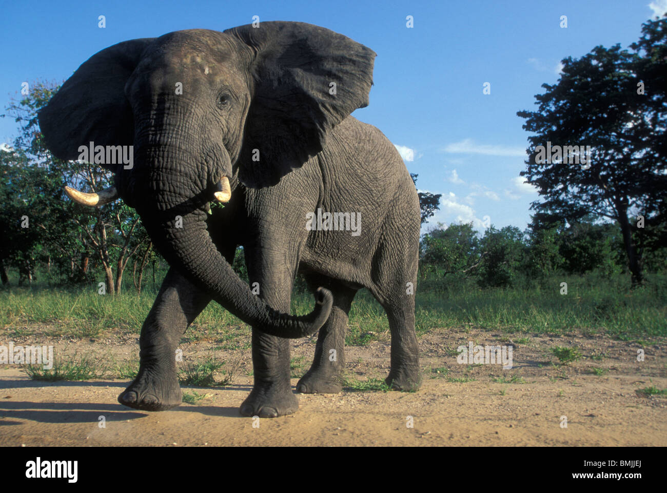 Botswana, Chobe National Park, Aggressive Bull Elephant (Loxodonta africana) at jungle's edge Stock Photo