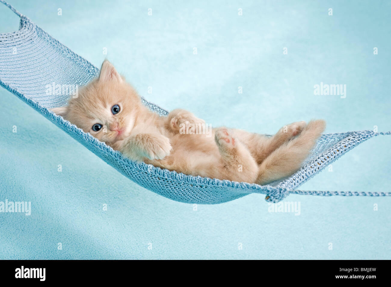 Maine Coon cat kitten lying in hammock Stock Photo Alamy