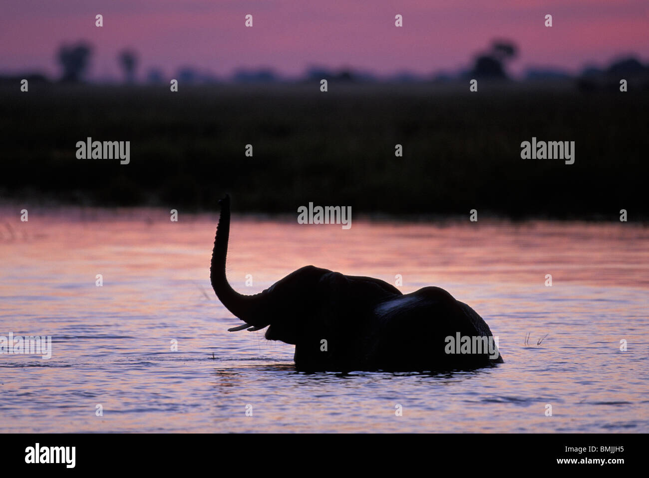 Africa; Botswana; Chobe National Park; Elephant (Loxodonta africana) drinks in Chobe River in evening twilight Stock Photo
