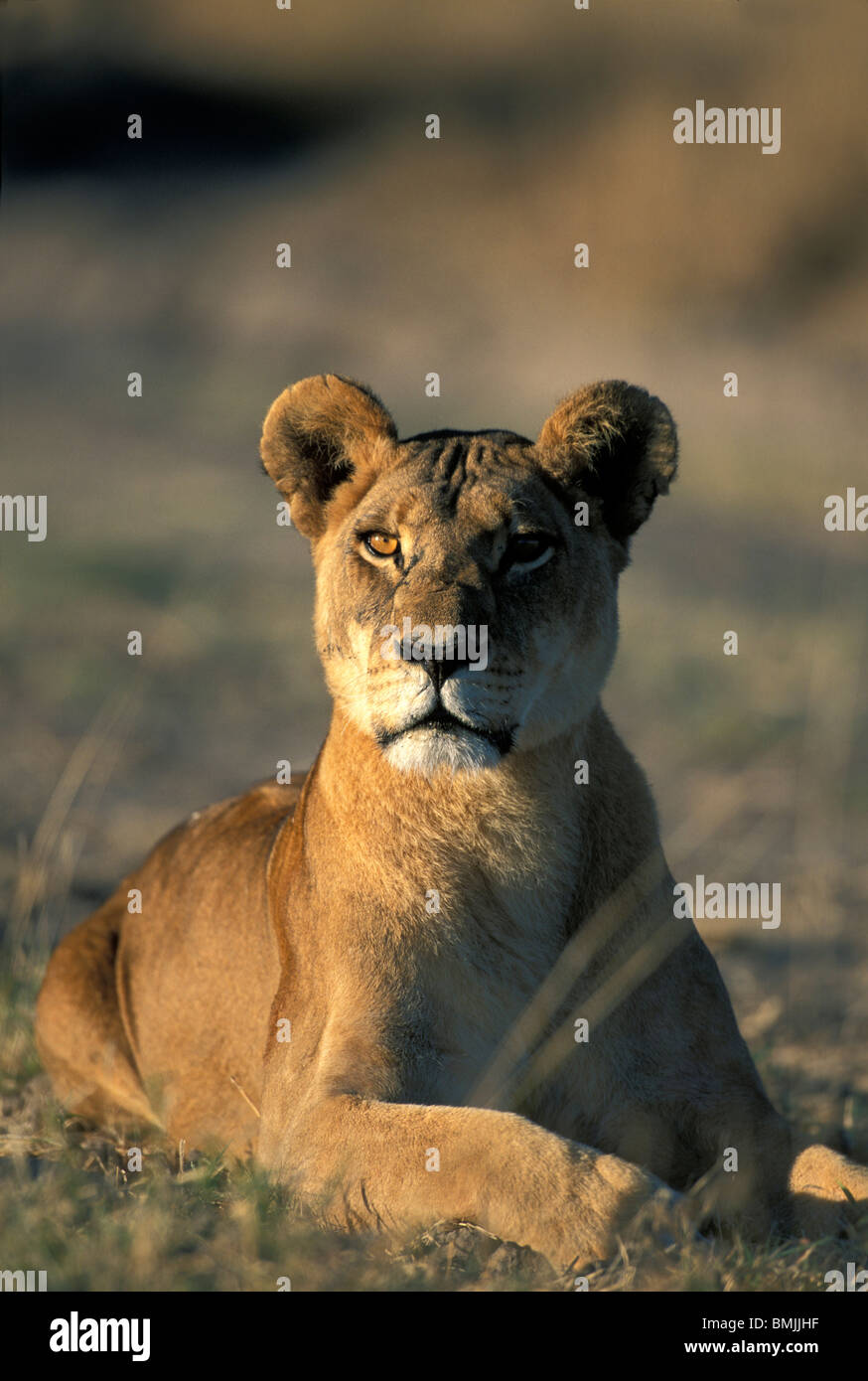 Africa, Botswana, Chobe National park, Lioness (Panthera l eo) sits in morning sun in Savuti Marsh at start of dry season Stock Photo