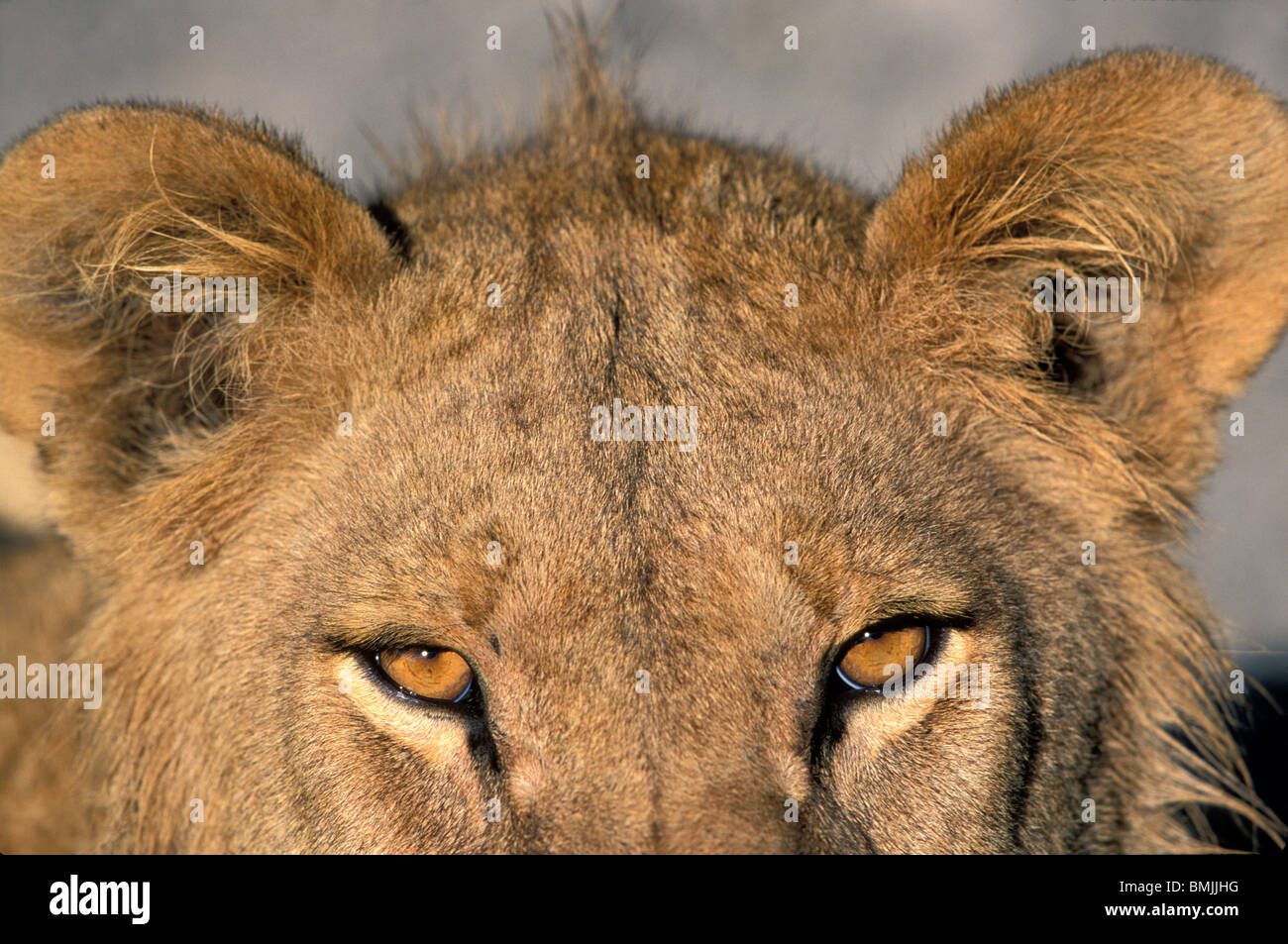 Africa, Botswana, Chobe National Park, Tight detail of Lion's eyes (Panthera leo) in Savuti Marsh at dawn Stock Photo
