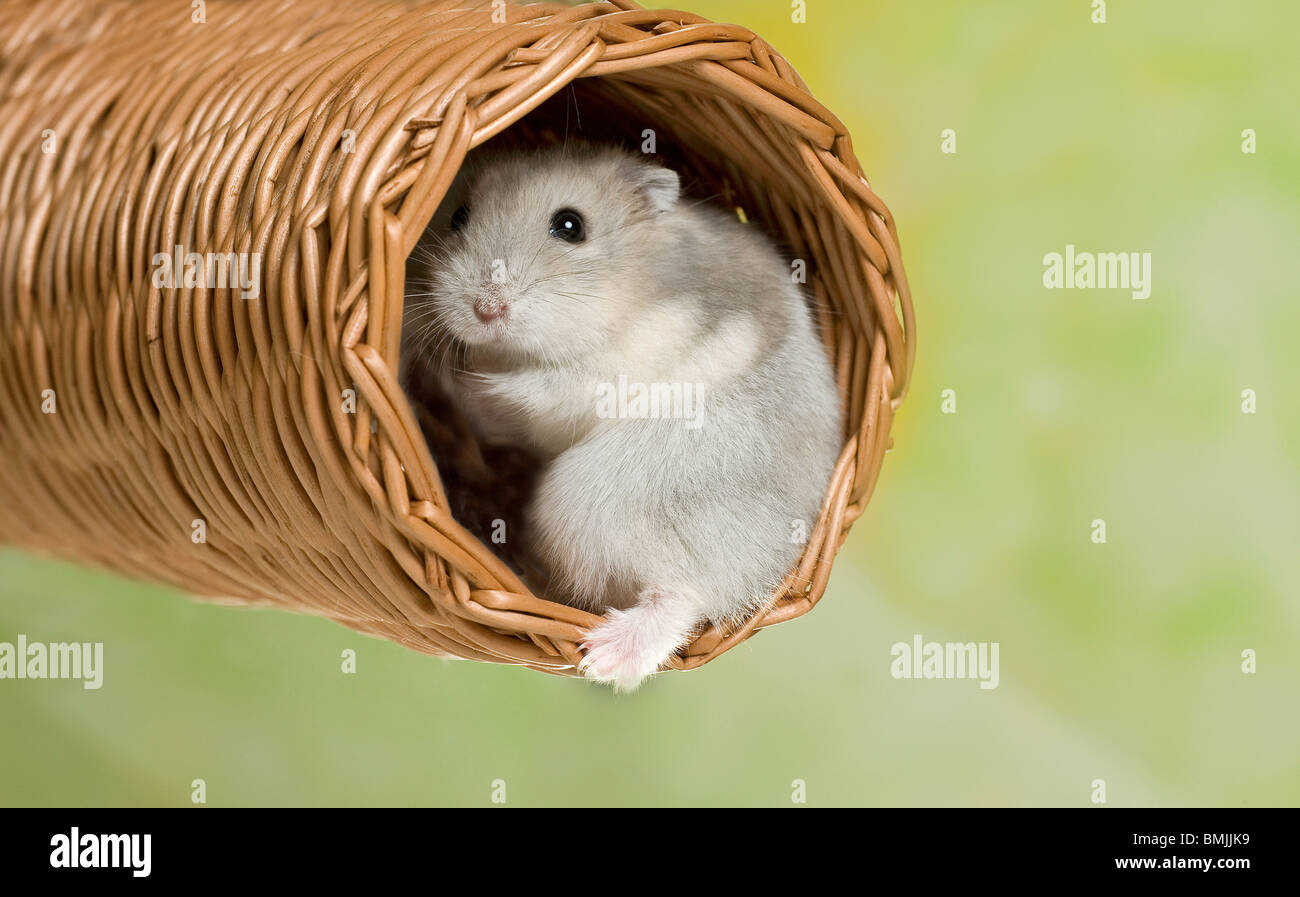 Dzhungarian Dwarf Hamster in tunnel Stock Photo Alamy