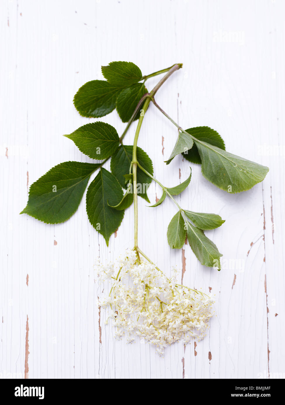Scandinavia, Sweden, Twig with flowers on wooden background, close-up Stock Photo