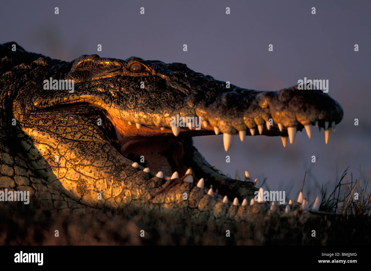 Botswana, Chobe National Park, Nile Crocodile (Crocodylus niloticus) lies along the banks of Chobe River at sunset Stock Photo