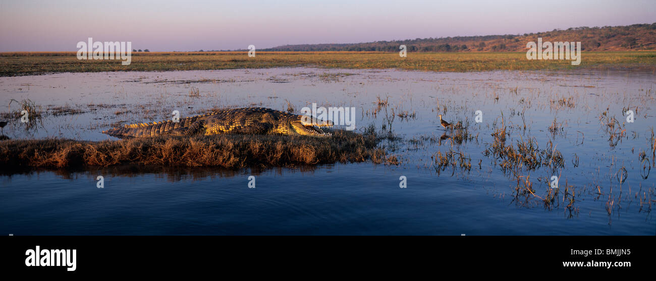 Africa, Botswana, Chobe National Park, Nile Crocodile (Crocodylus niloticus) lies along the banks of Chobe River at sunset Stock Photo