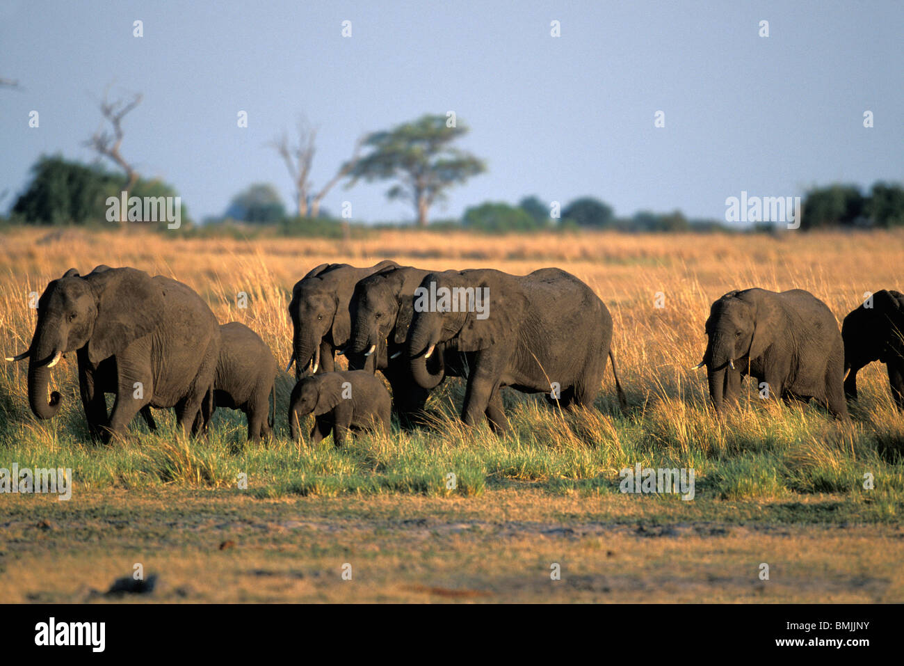 Botswana, Chobe National Park, Elephant herd (Loxodonta africana) walk along Chobe River at sunset Stock Photo