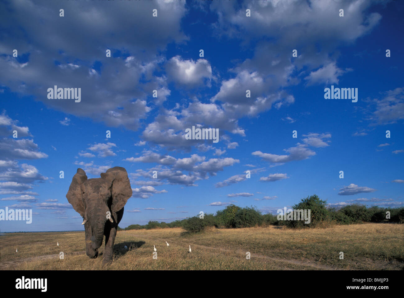 Botswana, Chobe National Park, Charging Elephant (Loxodonta africana) along banks of Chobe River Stock Photo