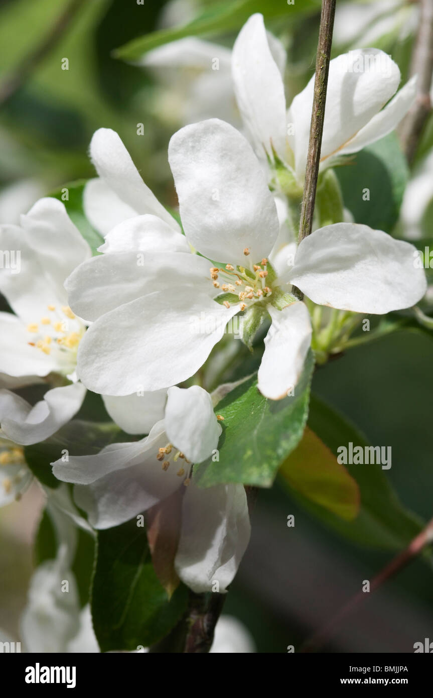 Malus 'John Downie' Crab Apple flowers Stock Photo Alamy