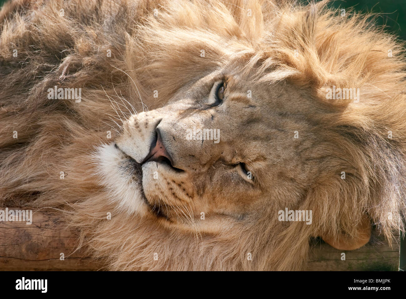 Male lion - Sleeping Stock Photo