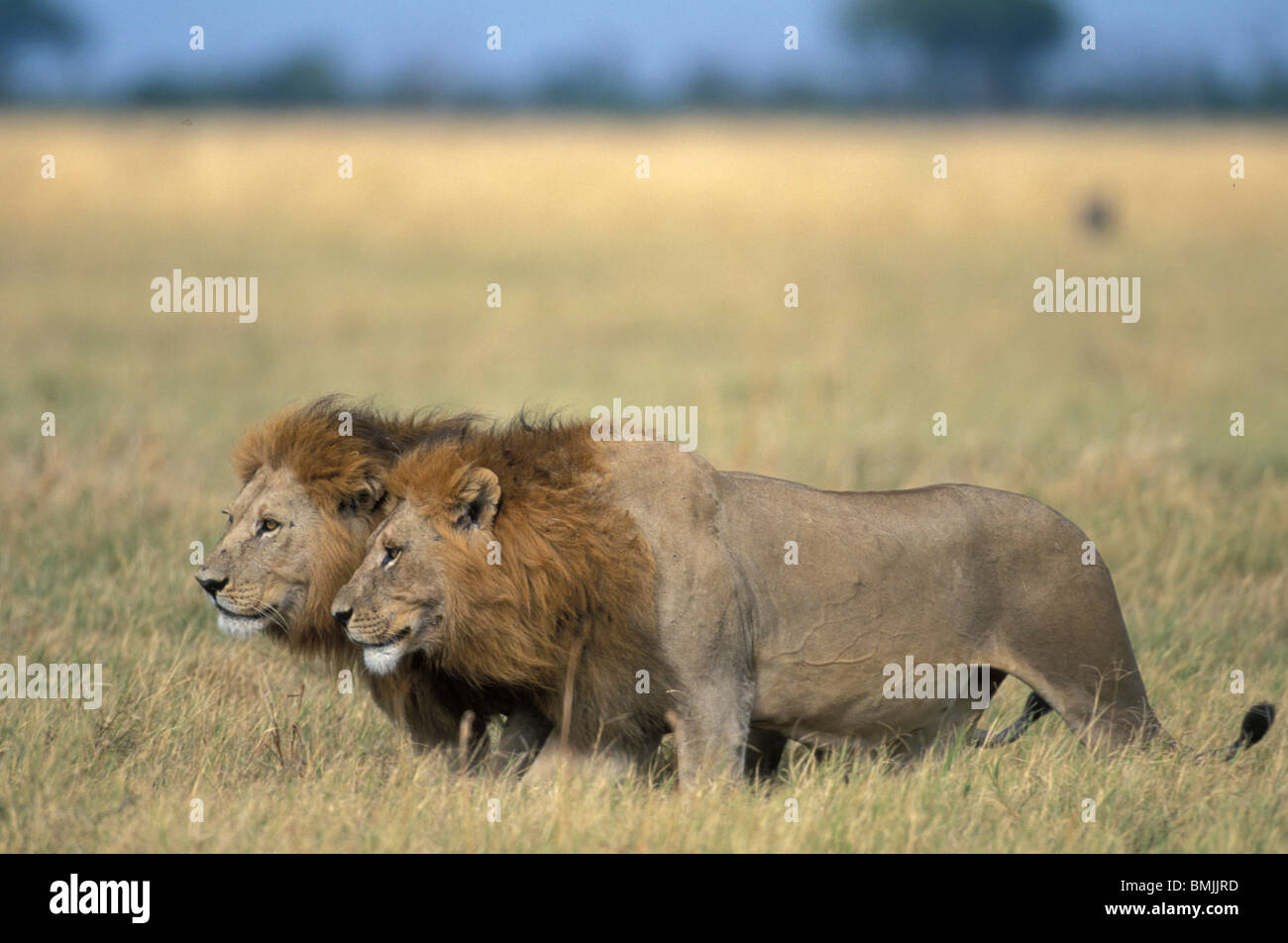 Botswana, Chobe National Park, Male Lions (Panthera leo) walk through tall grass in Savuti Marsh Stock Photo