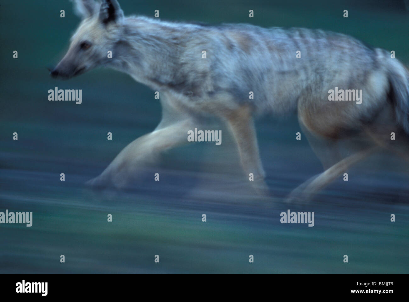 Aardwolf proteles cristatus hi-res stock photography and images - Alamy